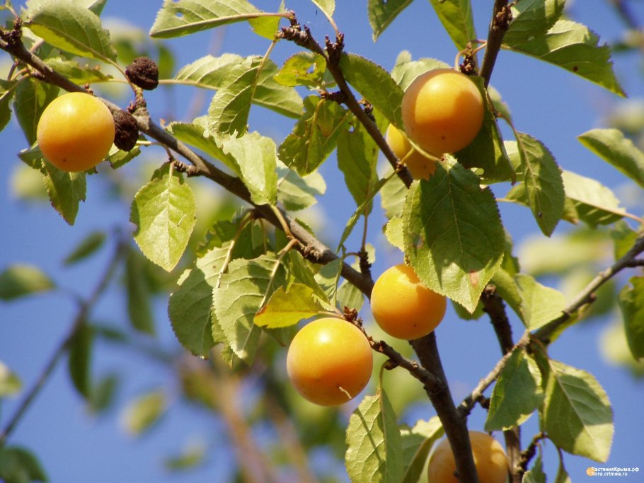 Алыча Ярило