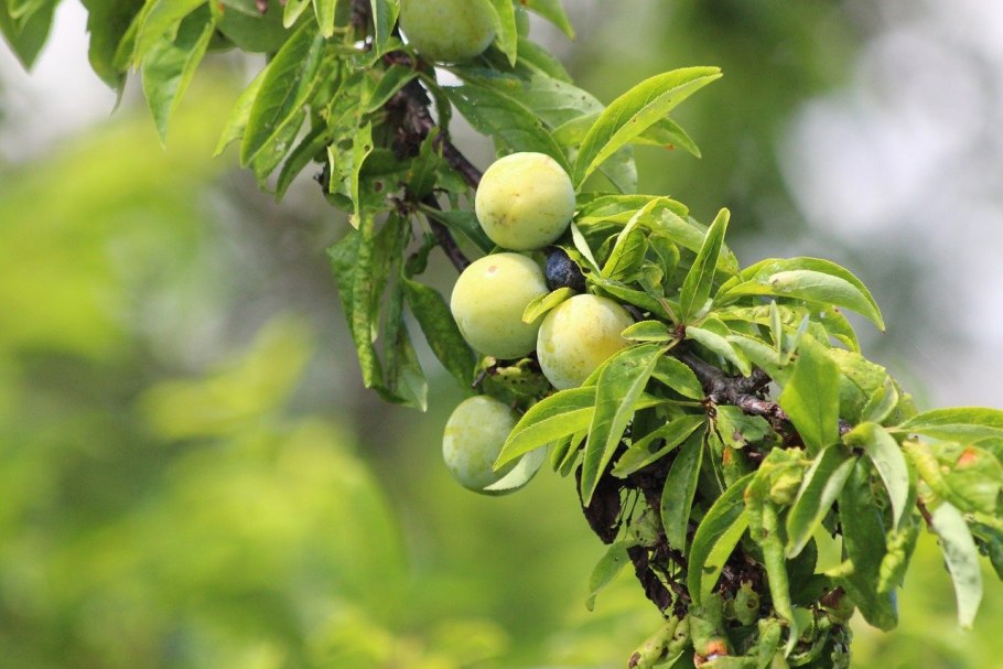 Слива алыча зеленая