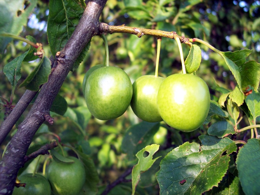 Алыча Prunus cerasifera (= p.myrobalana)