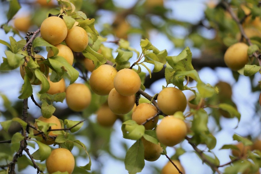 Слива алыча абрикос