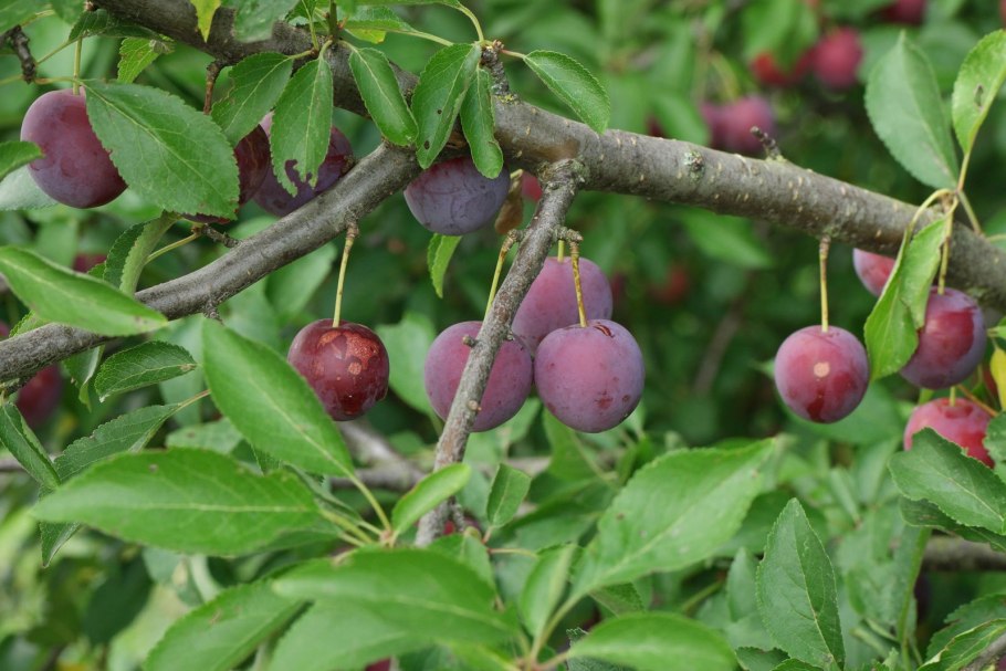 Прунус Арменика