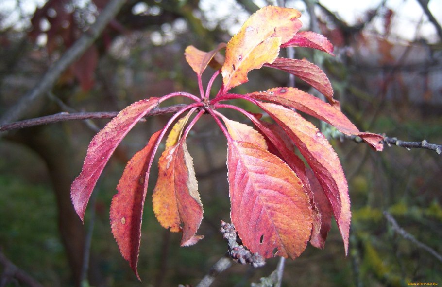 Алыча Иволга