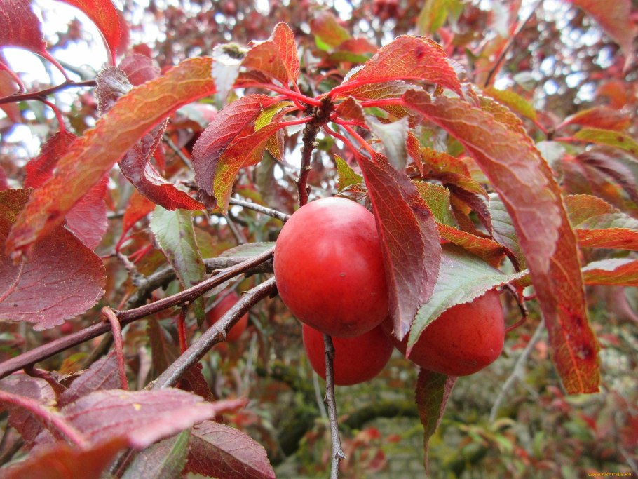 Фрукты на дереве