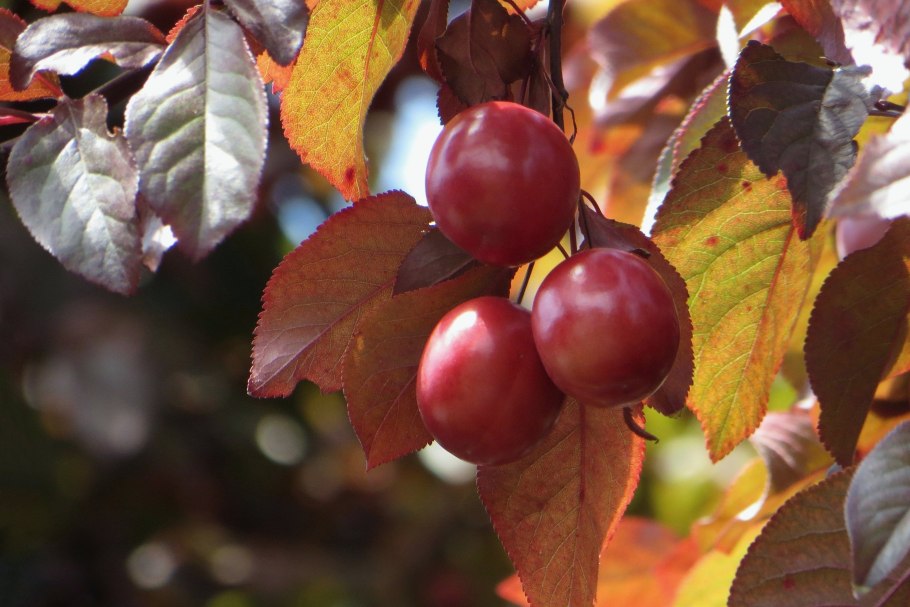 Алыча Неспелая