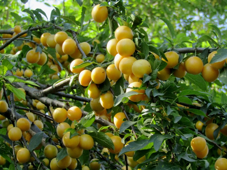 Злато скифов алыча