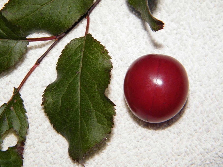 Cherry Plum Anaseuli