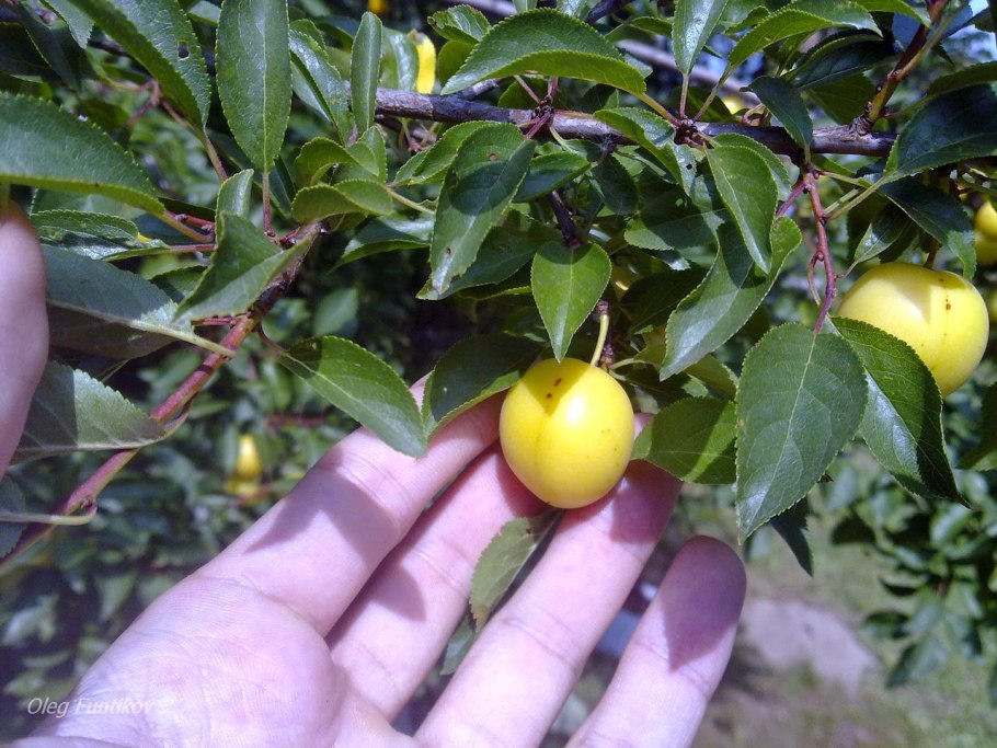 Алыча 2л СС саженец