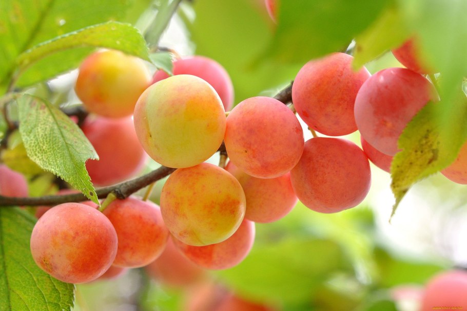 Сливовые листья