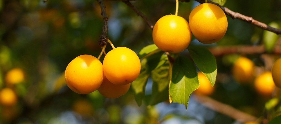 Алыча Степная желтая