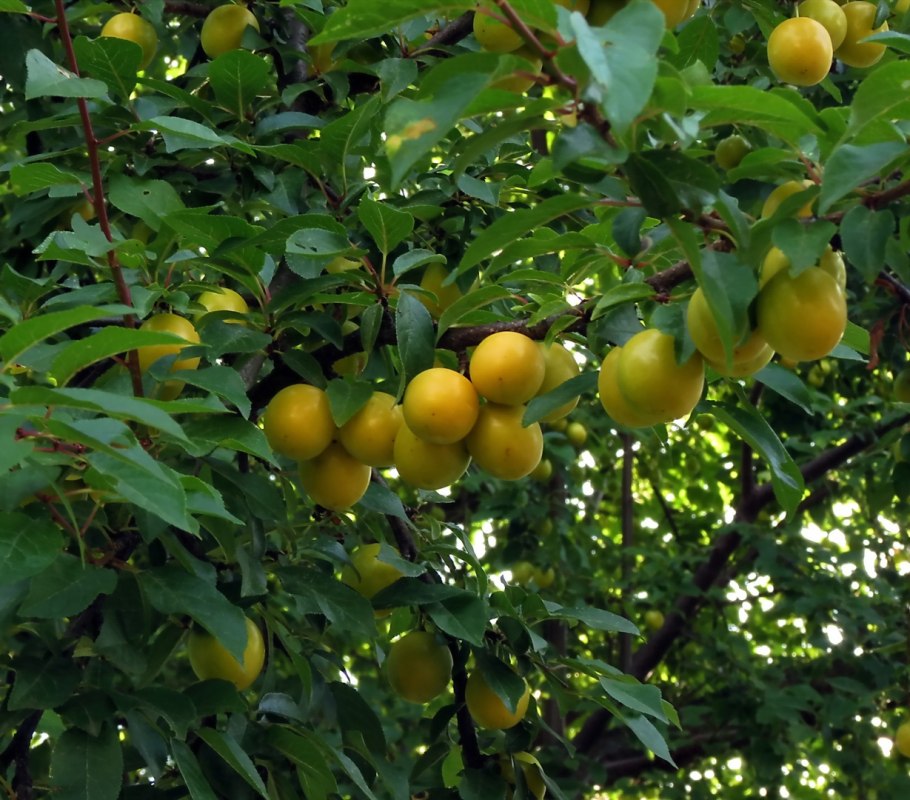 Слива Гек алыча