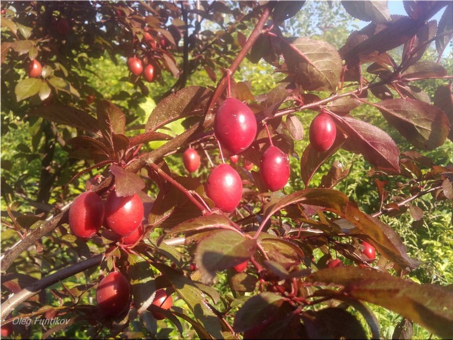 Алыча Писсарди