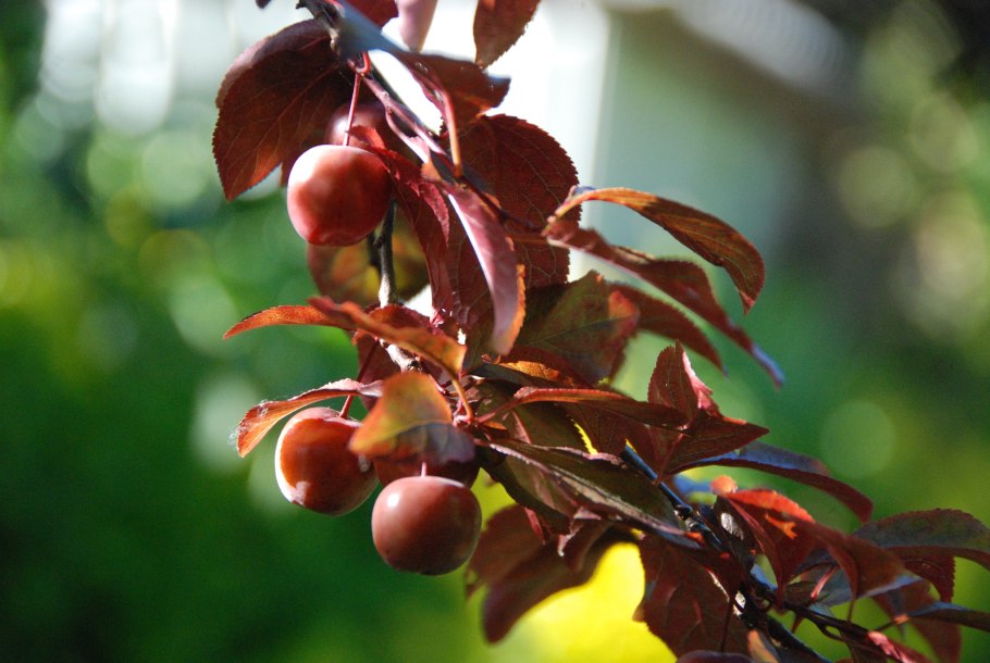 Слива дерево целиком