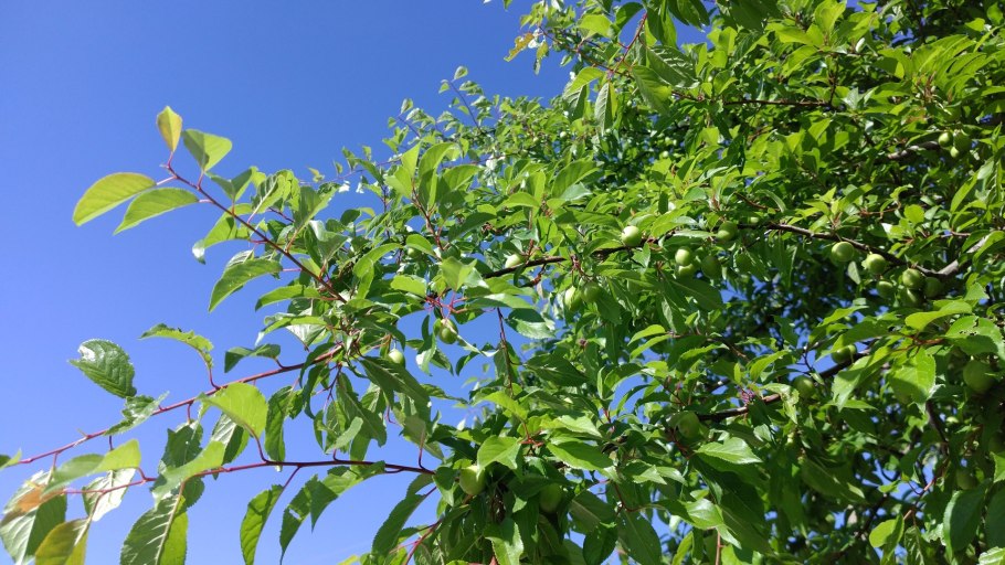 Листок алычи