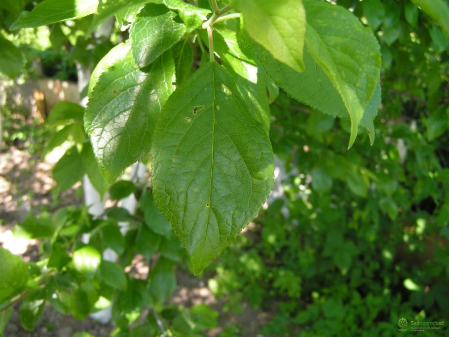 Картинки для слайдов в презентации алыча