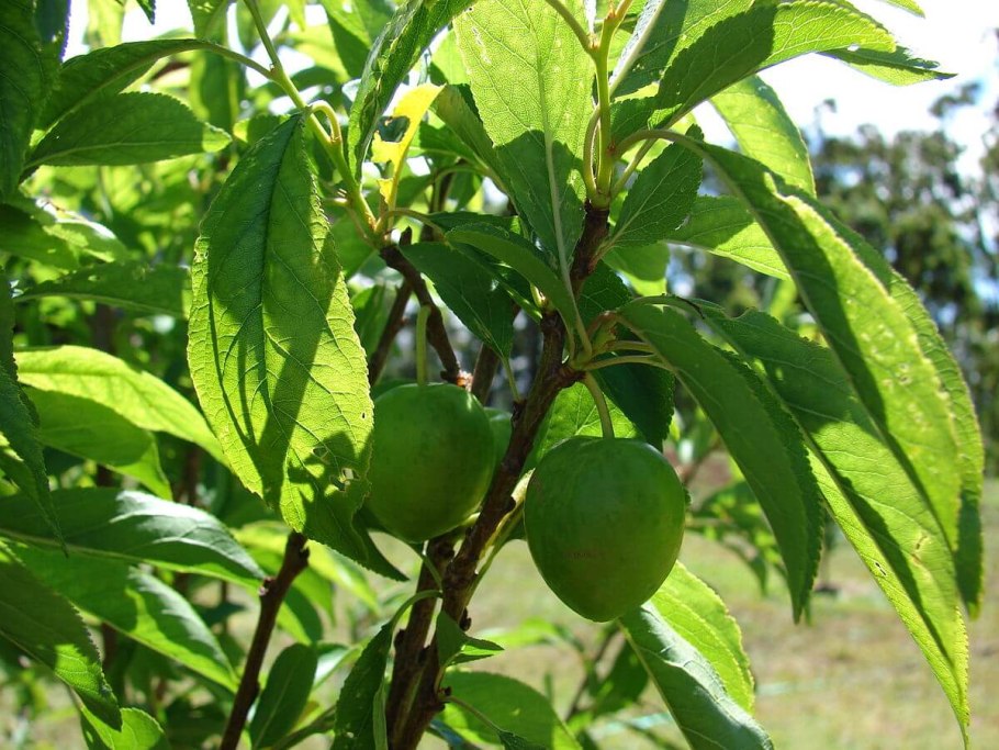 Алыча Неспелая