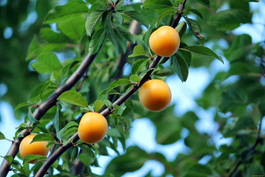 Ветка алычи