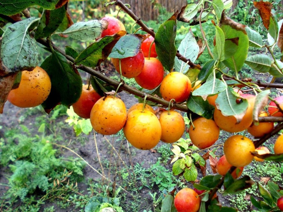 Листья алычи осенью