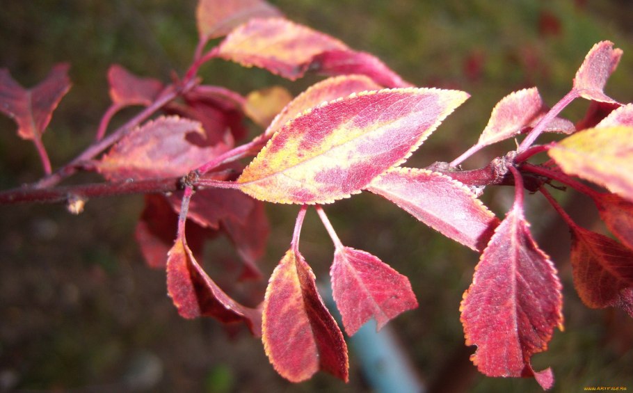 Алыча с красными листьями