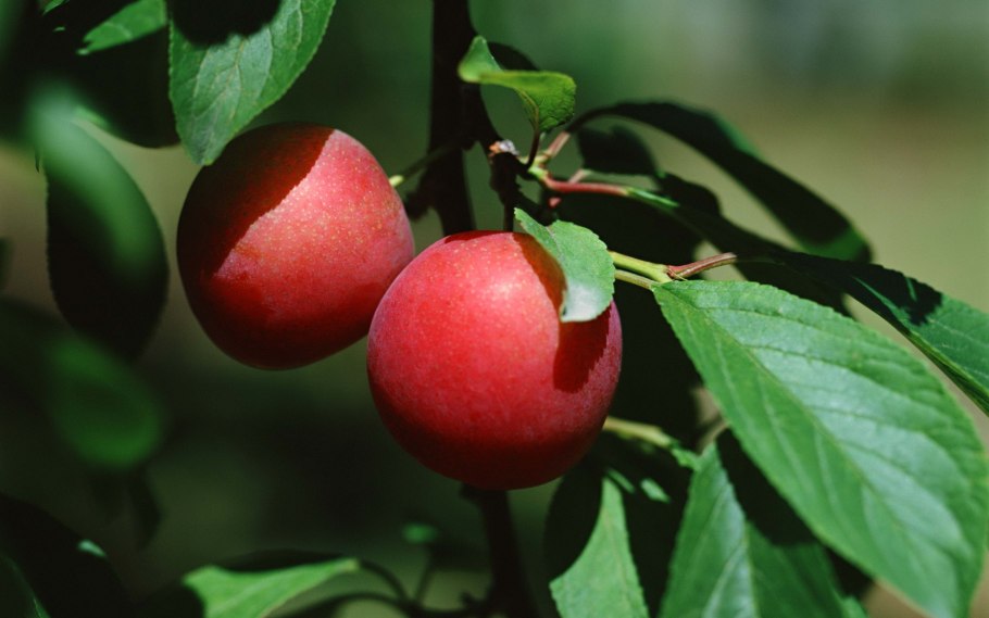 Алыча персик