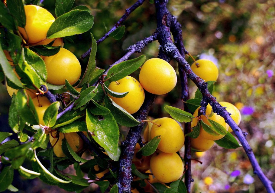 Алыча мелкоплодная