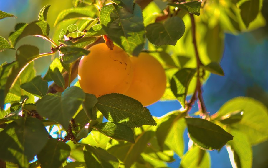 Алыча злато скифов