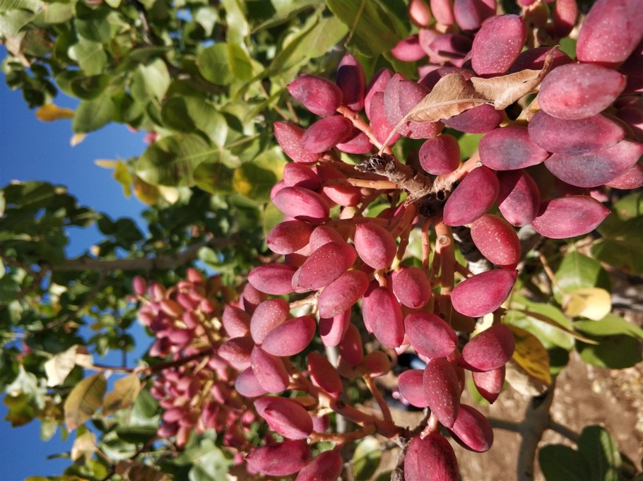 Pistacia Atlantica цветки