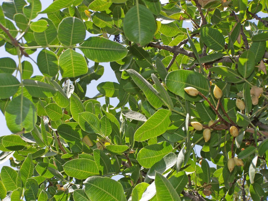 Pistachio Flower