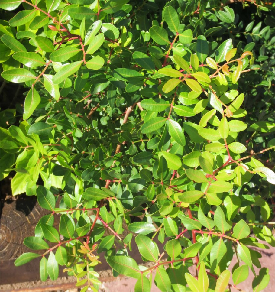 Pistacia mutica