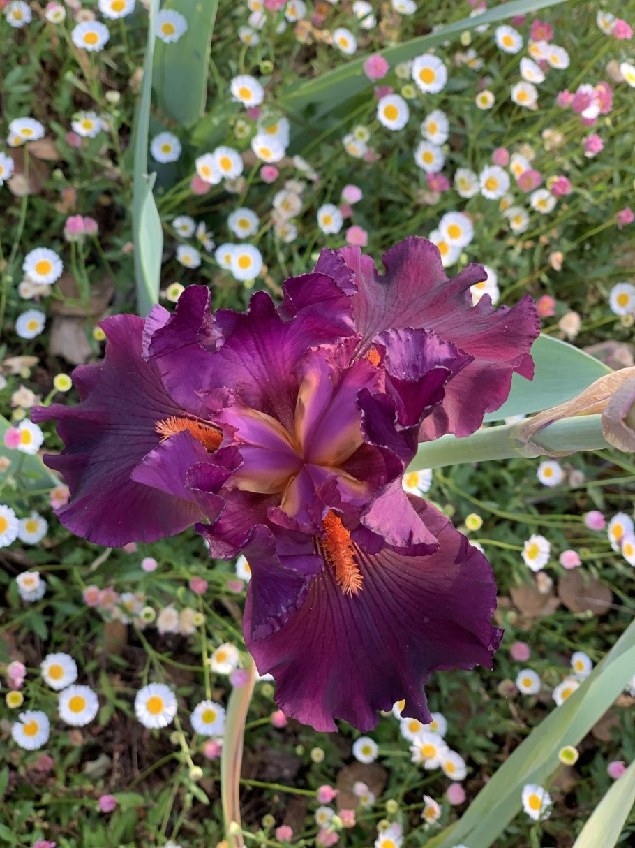 Ирис Сибирский Cape Cod boys