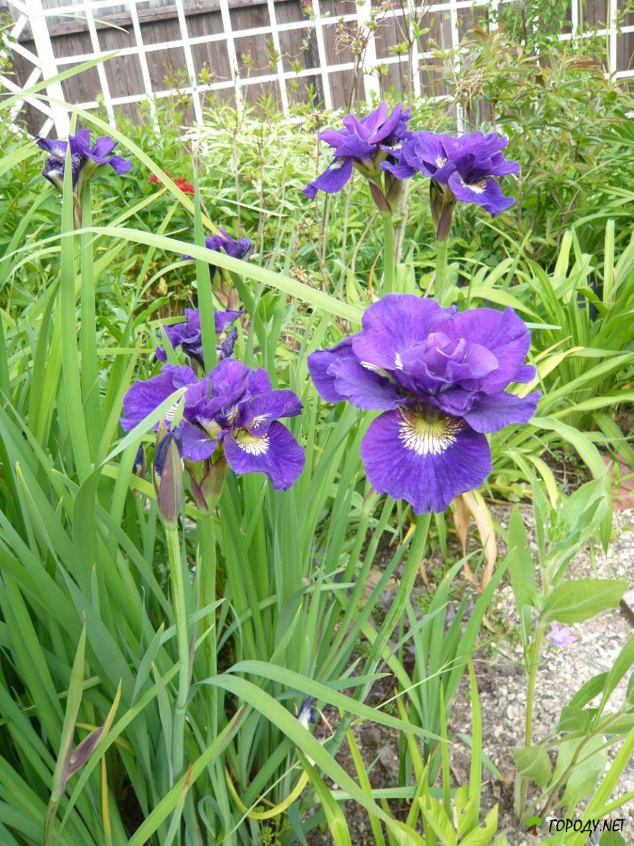 Ирис Сибирский хау АУДЕЙШИОС