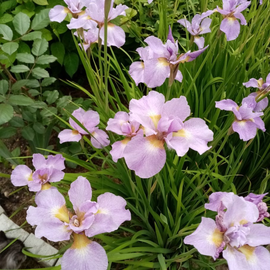 Ирис nobleman's Fancy