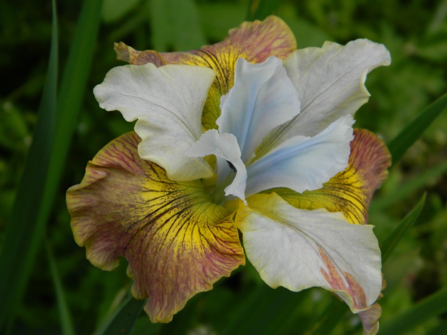 Ирис Дринк йо ти (Сибирский)