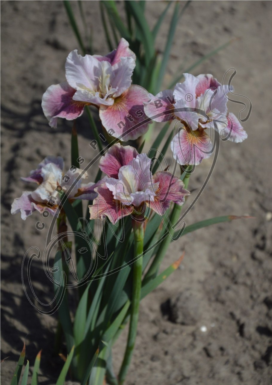 Ирис Сибирский Пейнтед Вумен