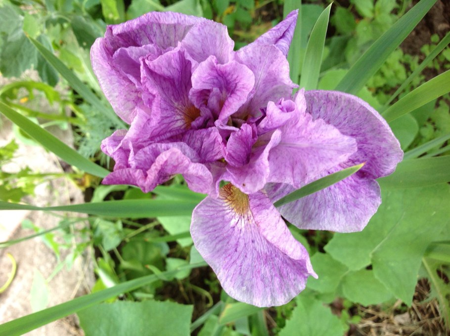 Iris Mrs Rowe