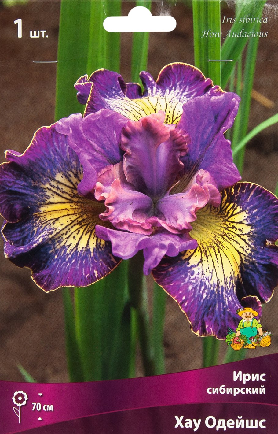 Ирис Фэнси Вумен