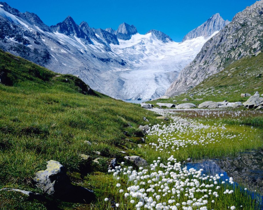 Альпийские Луга Кавказа . Эдельвейс