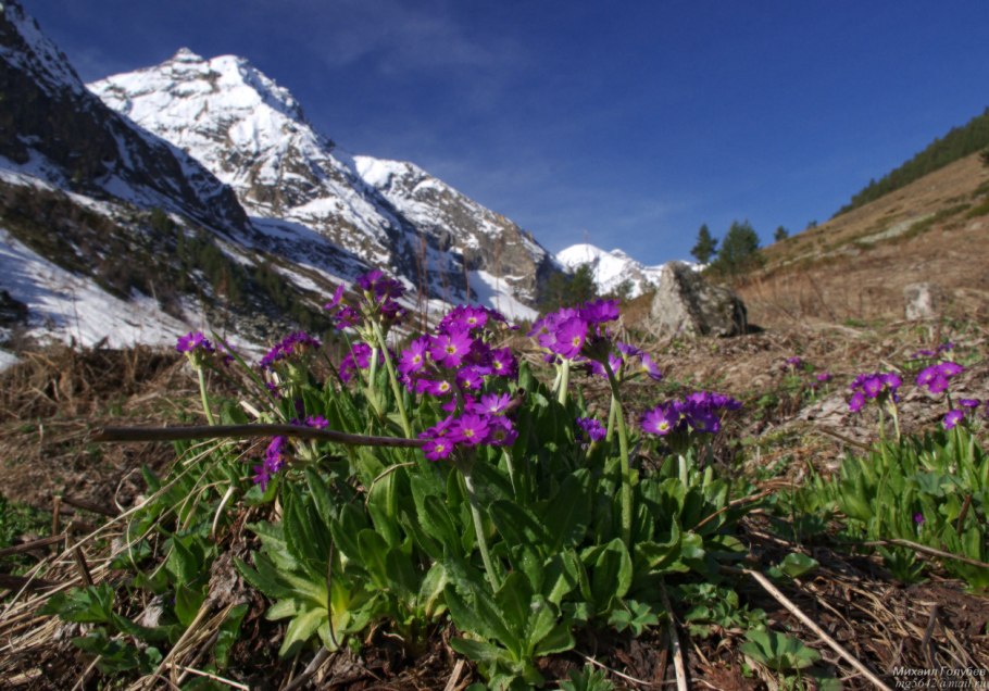 Национальный парк Маунт-Рейнир США