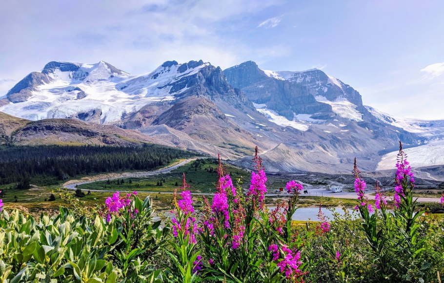 Снежные горы и цветы