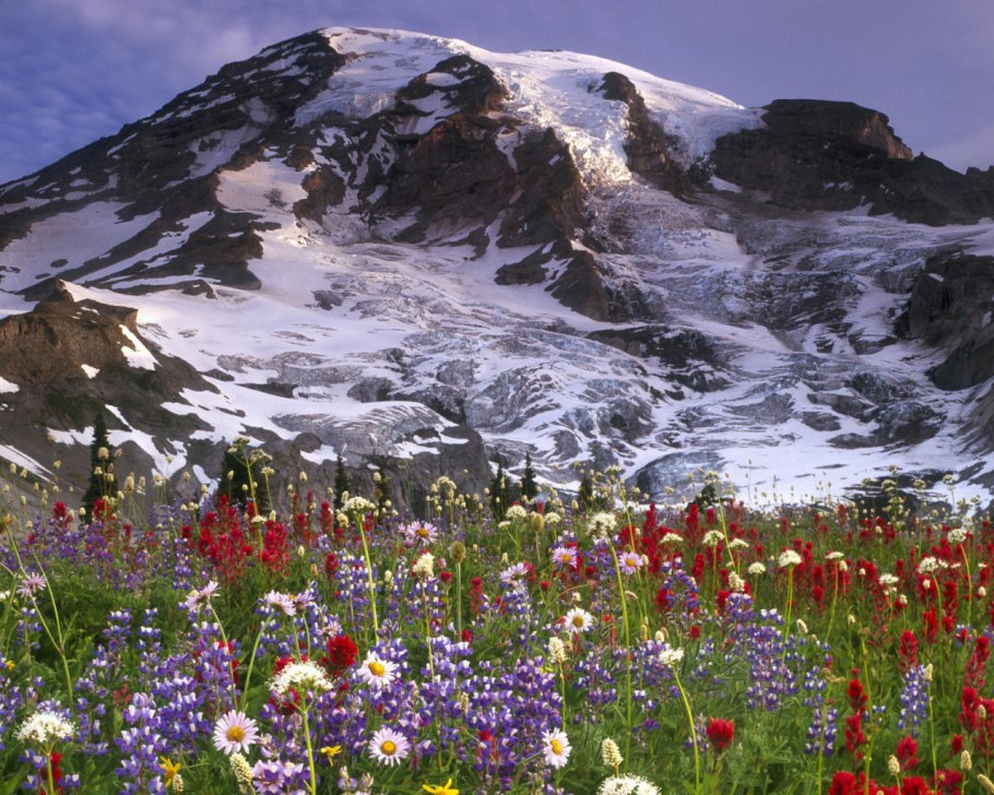 Цветы Альп де Хьюз