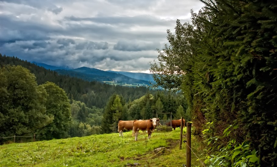 Баварский лес Германия