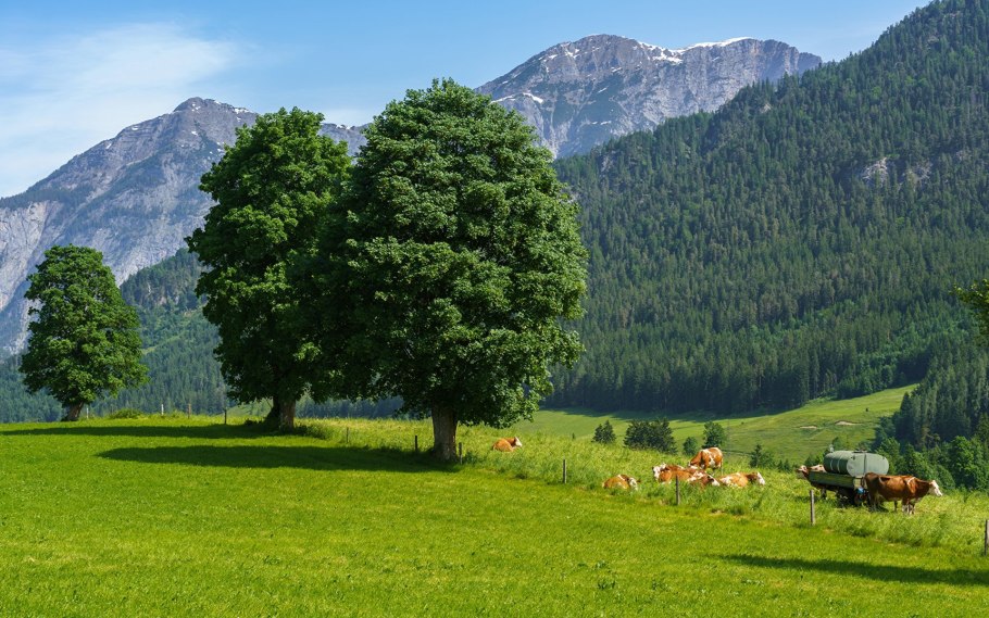 Альпы коровы Австрия