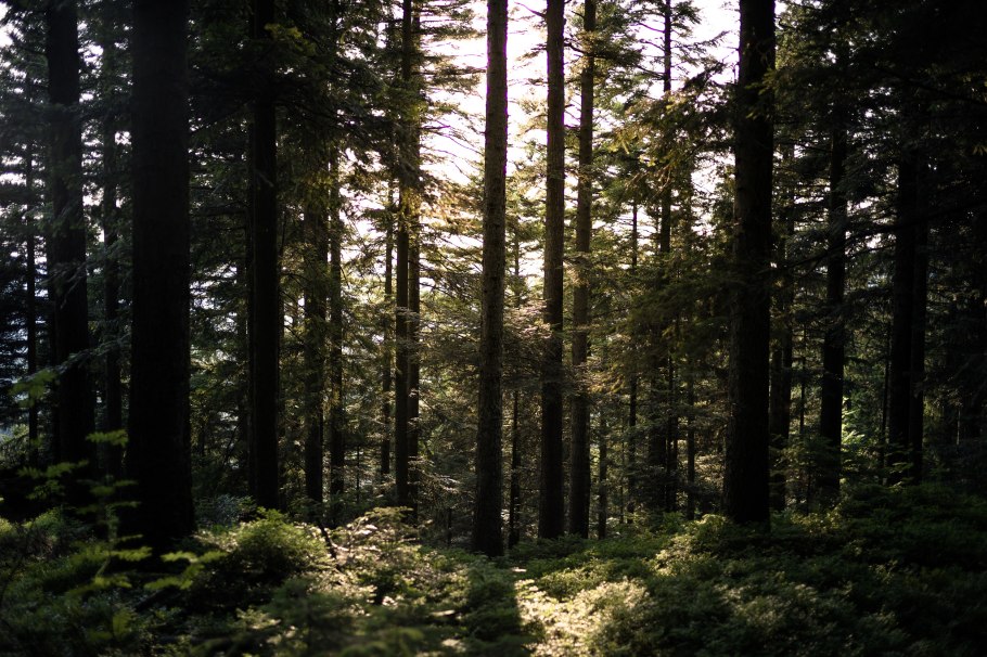 Лес Шварцвальд Германия