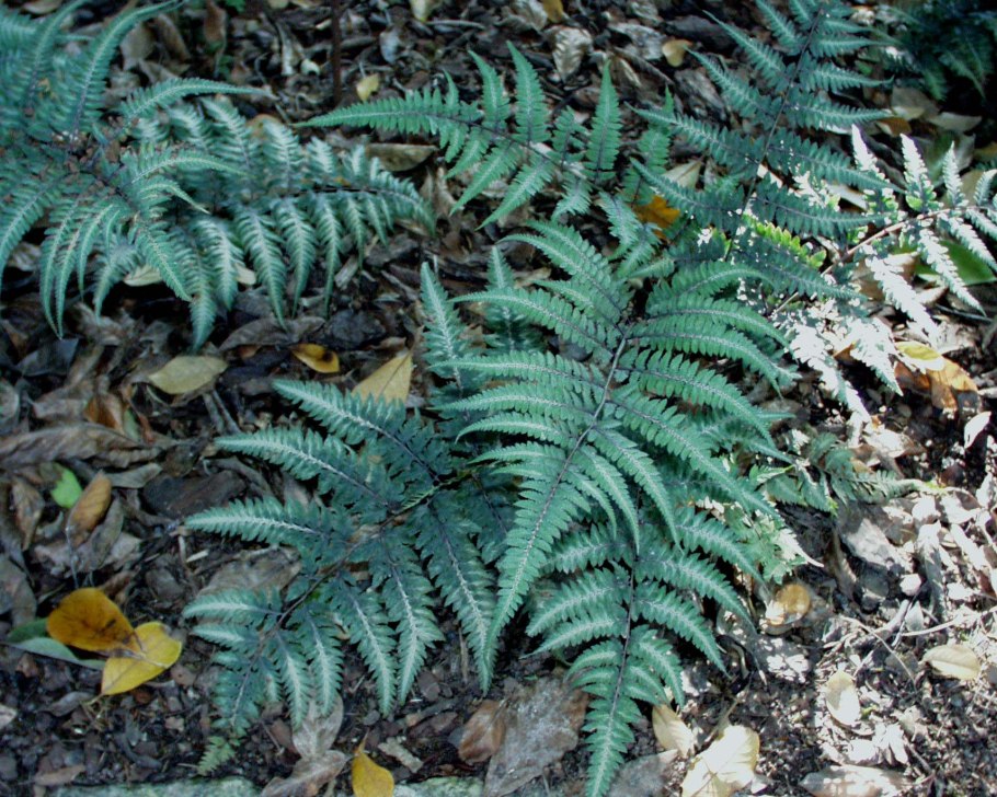 Щитовник китайский dryopteris chinensis