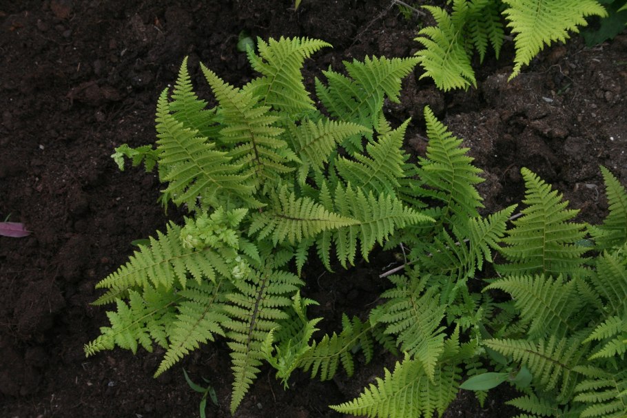 Athyrium filix-Femina victoriae