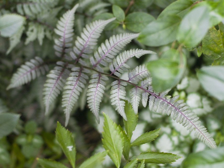 Папоротник кочедыжник ниппонский