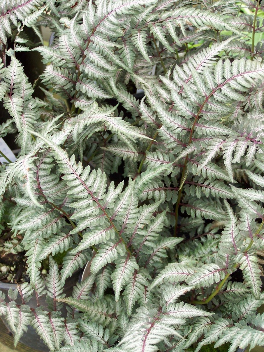 2.Кочедыжник женский (Athyrium filix-Femina)
