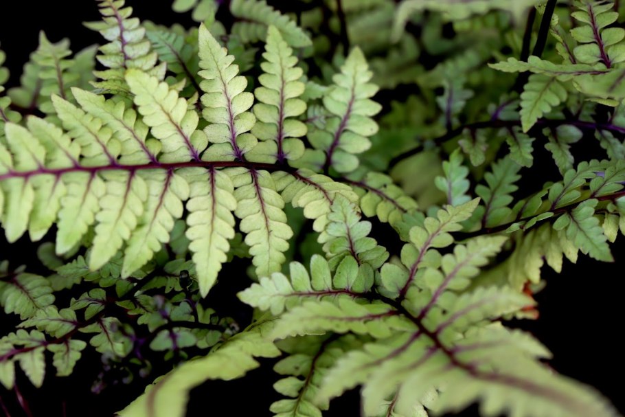 Кочедыжник женский (Athyrium filix-Femina)