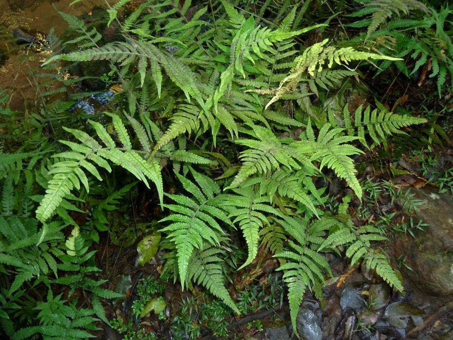 Кочедыжник Athyrium nipponicum Metallicum