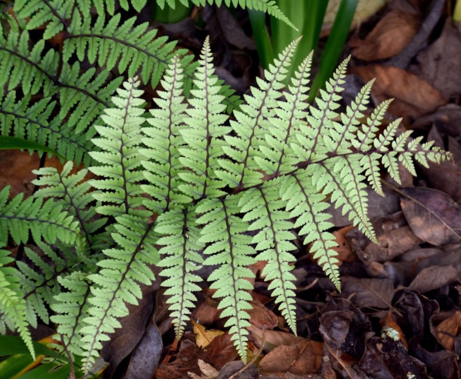 Папоротник Athyrium filix-Femina