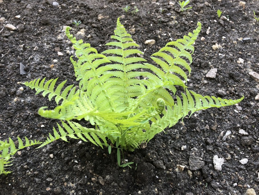 Athyrium filix-Femina victoriae